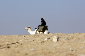 egyptain guard sitting on camel in the desert near the pyramids
