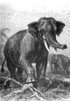 elephant_india rnm animal historical illustration