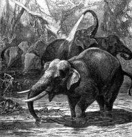elephants in water animal historical illustration