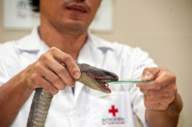 extraction of venom from venomous snakes 4795