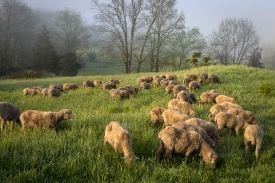 flock of Corriedale sheep to pasture for morning grazing