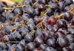 Fresh Purple Grapes Photo Image