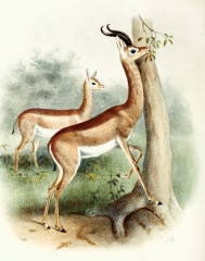 gerenuk antelope color Illustration