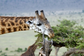 giraffe eating leaves tree tops kenya africa picture 39