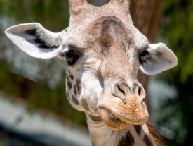 giraffe face closeup photo 5040E