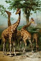 giraffees standing near tree animal historical illustration
