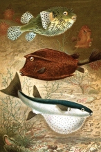 glove fish copper fish color historic illustration