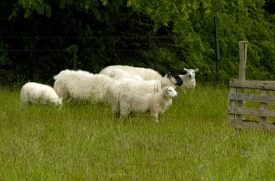 Grazing Sheep in a meadow, Ireland