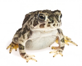 Great Plains Toad on white background