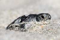 Green sea turtle hatchling in the sand