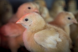 group of baby chickens on farm