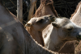 group of camels eating