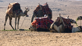 Group of Camels near Pyramids Giza Egypt Photo