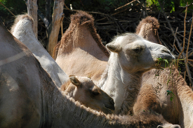 group of camels one with food in mouth 225