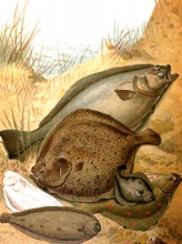 group of flat fish color historic illustration