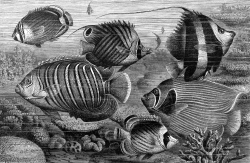 group of scaly finned fish bw animal illustration