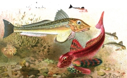 gurnard fish color historic illustration