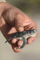 hand holding Green Sea Turtle hatchling in 