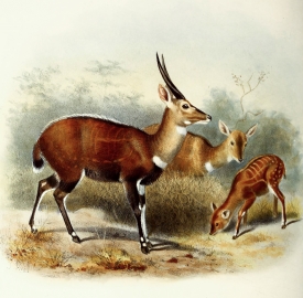 harnessed antelopes color Illustration