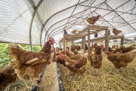 hen house at organic farm