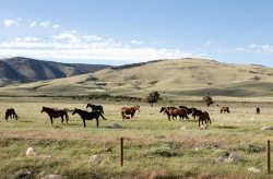 Herd of horses on the Laramie Plain Wyoming