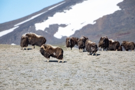 Herd of muskox on slope in alaska
