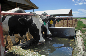 Holstein milking cows drinking water fron trough