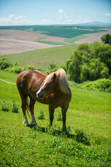 horse standing in green pasturei daho