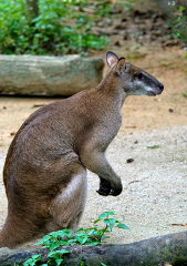 kangaroo singapore zoo 7962