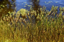 lake-with-shallow-water-vegetation-protruding-rocks-Sweden-01501
