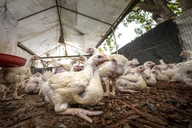 life stock farm raising varieties of chickens photo
