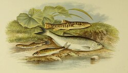 loach minnow bleak fish clipart illustration