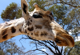 long necked giraffe reaching for food