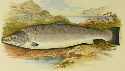 male salmon fish clipart illustration