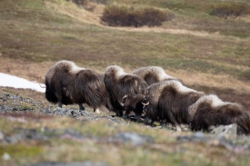 Muskox group on tundra alaska