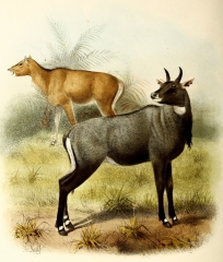 nilgai antelopes color Illustration