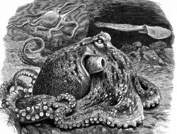 Octopus_illustration