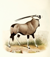 oryx antelope side view color illustration