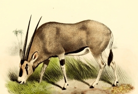 oryx antelopes color Illustration