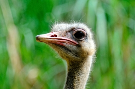 Ostrich Close Up Photo Image 8886A