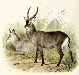 penrice waterbuck antelopes