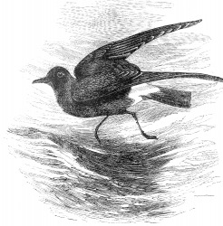 petrel bird illustration