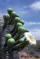 photo arizona Saguaro cactus