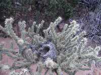 photo birds nest in a cholla cactus