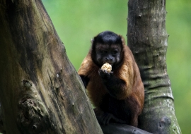 photo Capuchin monkey 7992