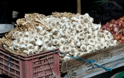 photo cart full of fresh garlic alexandria egypt  5183