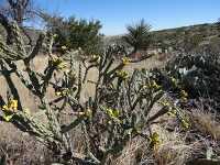 photo cholla cactus with yellow fruit 2