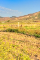 photo grass wildflower covered hills california