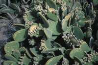 photo green spined cegador cacti
