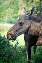 Photo Of A Moose Grazing In Field Northern Europe 